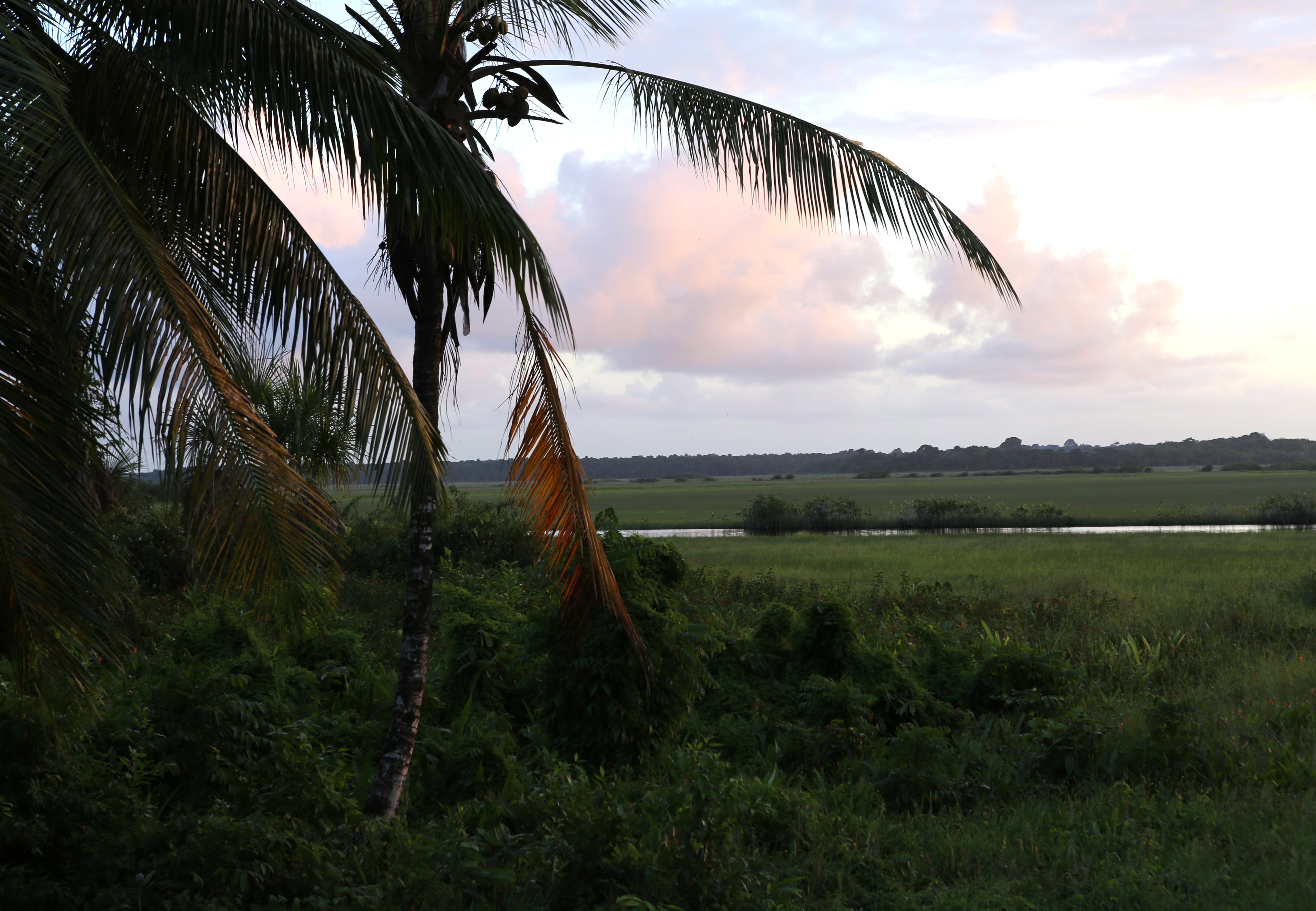 The sun rises over palm trees in mid-March along Pomeroon River in the interior of Guyana. Photo: CNS/Bob Roller