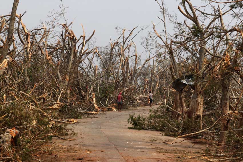 Trees broken in cyclone