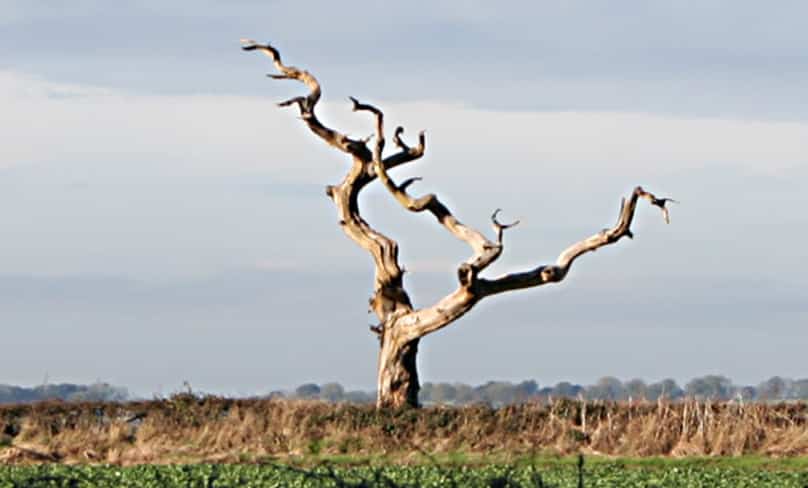 Dead Ash Tree, Lings Hill. Photo: Kate Jewell / Dead Ash Tree, Lings Hill / CC BY-SA 2.0