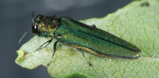 A close-up of the Emerald Ash Borer. Photo: Courtesy USDA APHIS, Dr. James Zablotny/Flickr, CC BY 2.0
