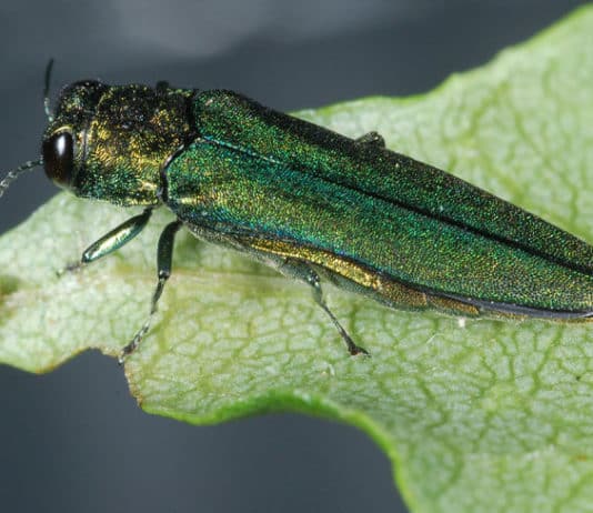 A close-up of the Emerald Ash Borer. Photo: Courtesy USDA APHIS, Dr. James Zablotny/Flickr, CC BY 2.0