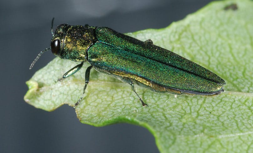 A close-up of the Emerald Ash Borer. Photo: Courtesy USDA APHIS, Dr. James Zablotny/Flickr, CC BY 2.0