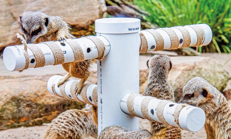 The prototype uses a cleverly designed small climbing frame for the meerkats, with small holes to hide food in and mesh tape for them to grip. Photo: Alphonsus Fok