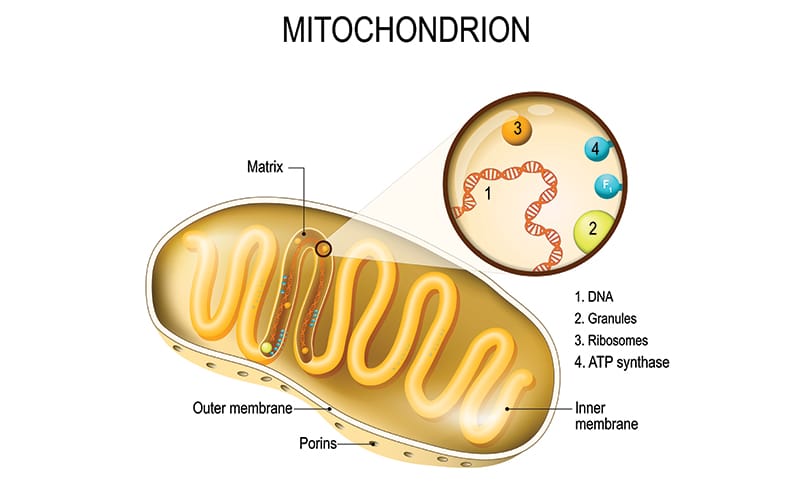 A cross-section diagram sets out the structures of a mitochondrion organelle. These are found in large numbers in most cells, in which the biochemical processes of respiration and energy production occur. Photos: 123rf.com