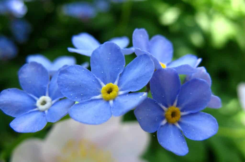 Forget-me-nots, eyes of Mary