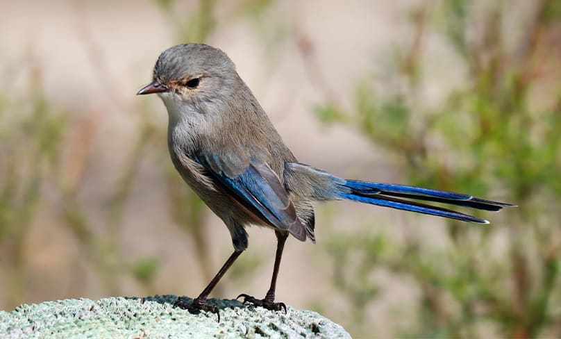 A Fairy Wren sits on a branch. Only a God who wants us to experience joy could have thought such wonders into existence, reflects former Deputy Premier John Watkins. Photo: Annika/Unsplash