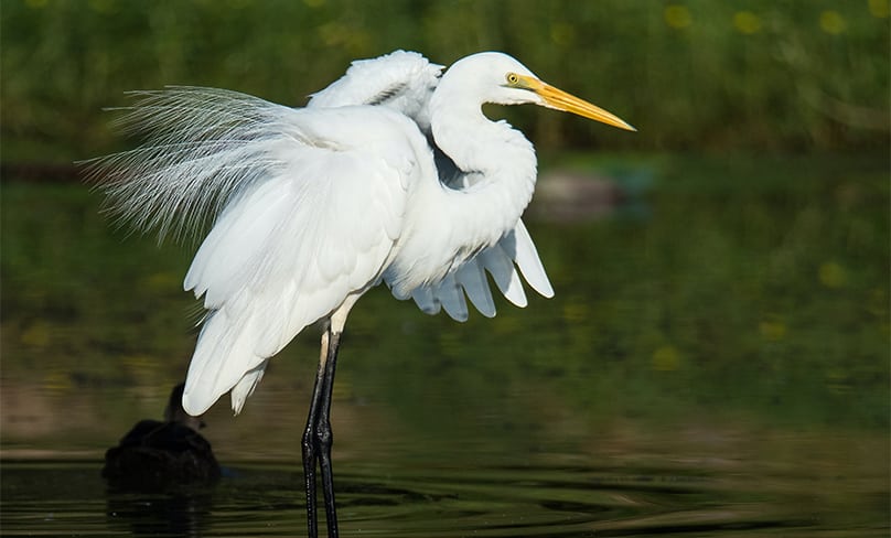 Far from its natural estuarine setting, a heron stalks through the grassland of a Sydney suburban park. Photo: David Clode/Unsplash