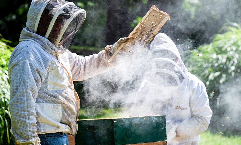Clement Purcell and Martin Kersse use smoke to examine a colony of honeybees on the Catonsville, Md., property of the All Saints Sisters of the Poor Aug. 16, 2022. Photo: CNS photo/Kevin J. Parks, Catholic Review