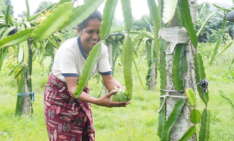 Francisca Gomez da Silva checks fruit on a plantation. She and other villagers at Maliana, located close to the border with Indonesian-controlled West Timor are supported by Caritas Australia with micro-loans and agricultural support programs.  Photo: Nicole Chehine