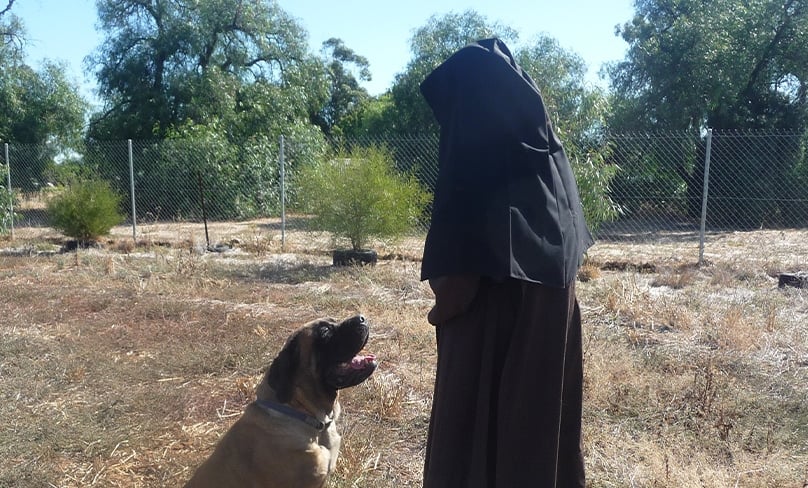 Poppit, an English mastiff dog, ambles about the paddock waiting for a pat from the sisters, to whom she is very attached. Photo: Mathoura Carmel/Supplied 